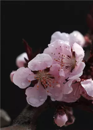 1、桃花劫运势生肖:天生有桃花劫的生肖女