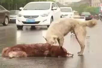 5、狗死后主人运势:狗死了会影响财运吗 家狗死了会对主人财运差吗