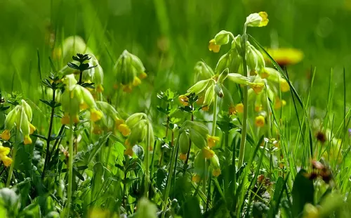 1、属羊桃花运势如何:年属羊二月初五今年桃花运势