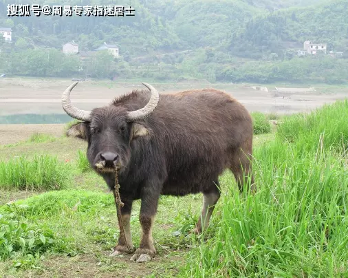 1、5月31日生肖运势:每日星座【年5月31日】运势怎么样？