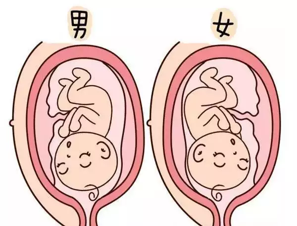 4、如何备孕男孩子成功率高:如何备孕可以提高生男孩几率