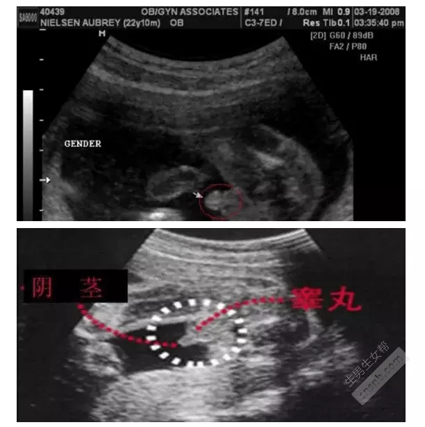 1、四维单子上m和f在哪:英文代表女性字母是M还是F