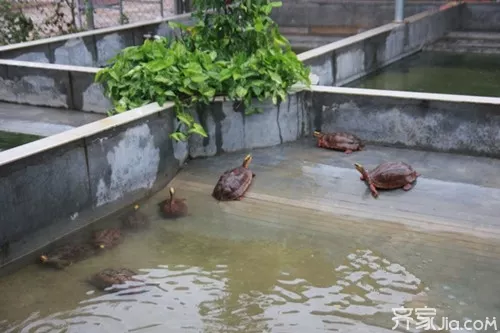 4、家里养龟风水好不好:从风水学上讲，家里养乌龟好吗？