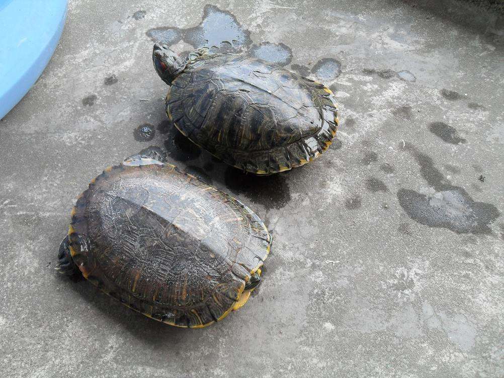 2、中国允许养的大型龟:又便宜又可以养很大的乌龟有哪些？