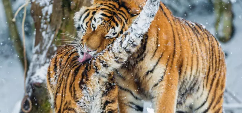 1、虎猴一家不贵必富:虎猴今期是特肖.蛇鼠一窝定发家打