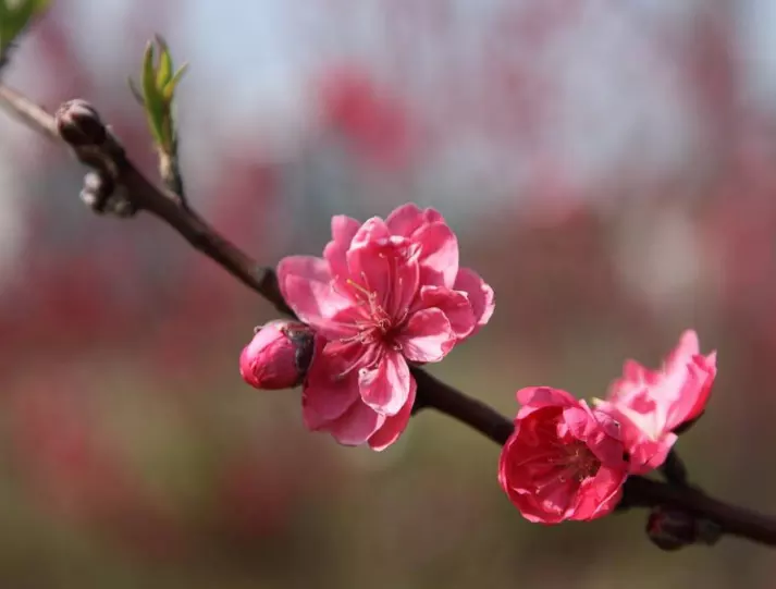 5、84年已婚属鼠桃花运:84年属鼠37岁运势