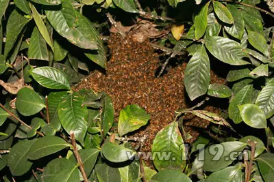 1、风水家有蜂巢预示:家里有马蜂窝风水上怎么讲