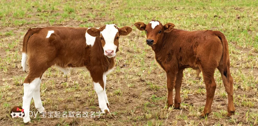 4、有草有水的牛宝名字:带草字头的男孩名字 属牛