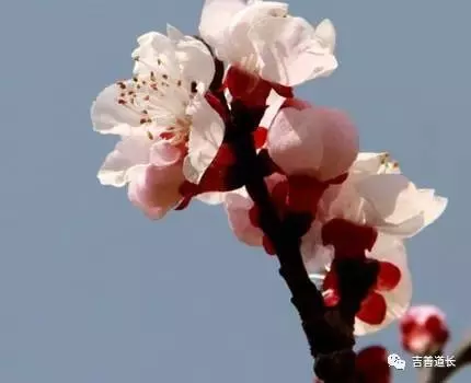 3、免费算桃花运分析你的八字桃花:桃花运是什么意思？