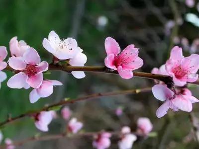 2、正缘桃花什么意思:正缘桃花什么意思