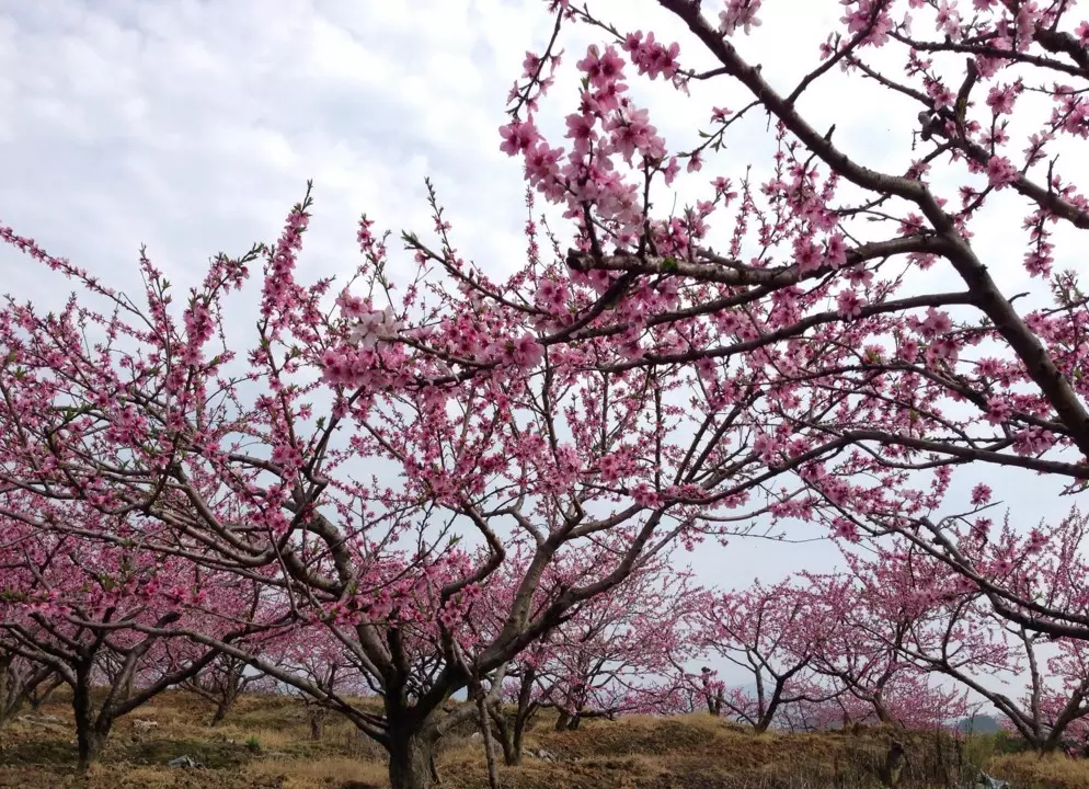 2、怎样看八字有没有桃花:怎么看你八字里有无“桃花”？