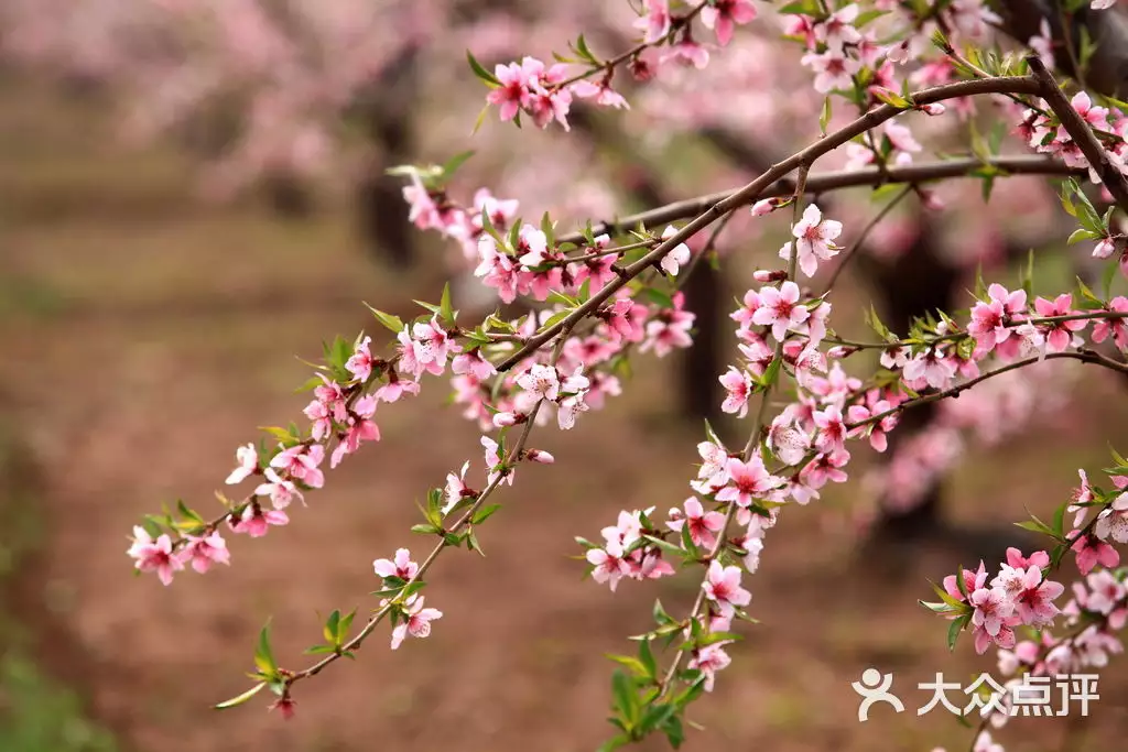 1、算桃花最准的免费网站:怎么算桃花或桃花运