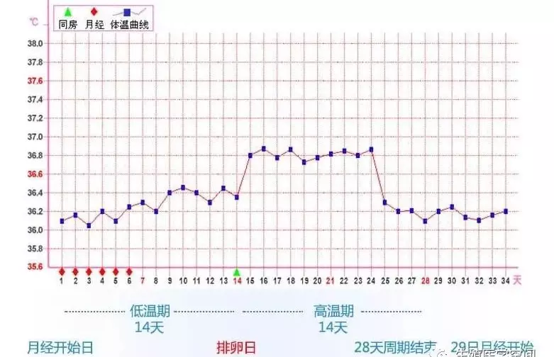 6、什么时候怀孕率:备孕后需要躺多久