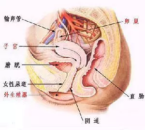 3、女生怀孕的最初前兆:女人怀孕前有什么征兆