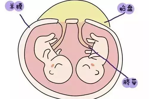 5、怎样才能怀女孩的几率大:怎样才能使怀女孩的机率更大一些？