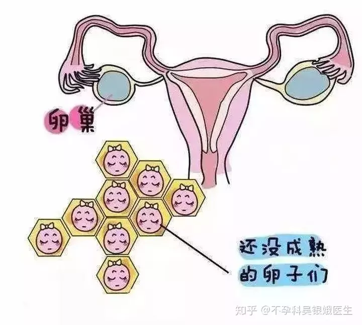 1、女性每个月时间:女人在每个月的哪个时间段最容易，是什么因素决定的？