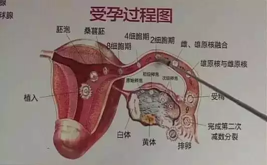 3、怎么样才能快速怀上宝宝:夫妻怎样才能更好的