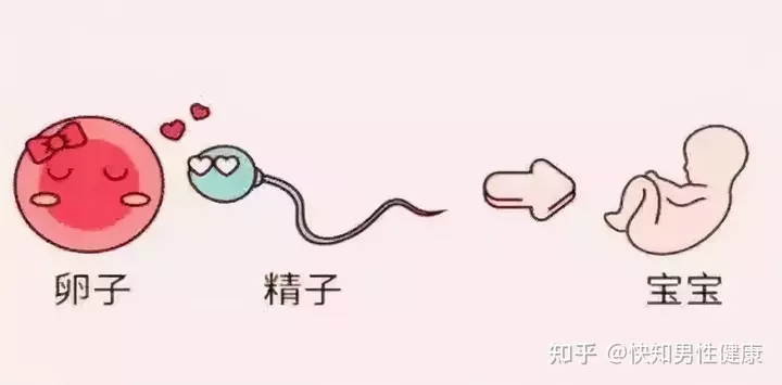 1、生儿子一定要在排卵后吗:生儿子排卵前还是排卵后