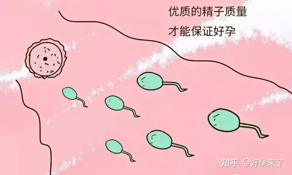 1、如何快速的备孕成功呢:好想备孕，怎么备孕容易成功?