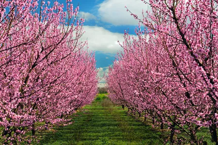 3、属马桃花运在几月:属马年桃花最旺的月份