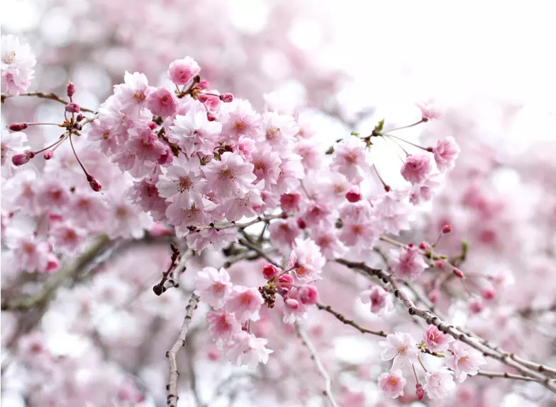 4、什么是正缘桃花运:上上签,说今年走桃花但没姻缘,谈恋爱容易分分合合