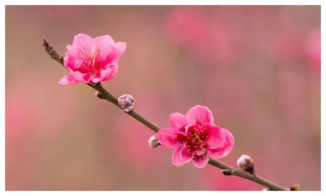 1、69年属性桃花运:年属鸡的女性今年感情上好吗