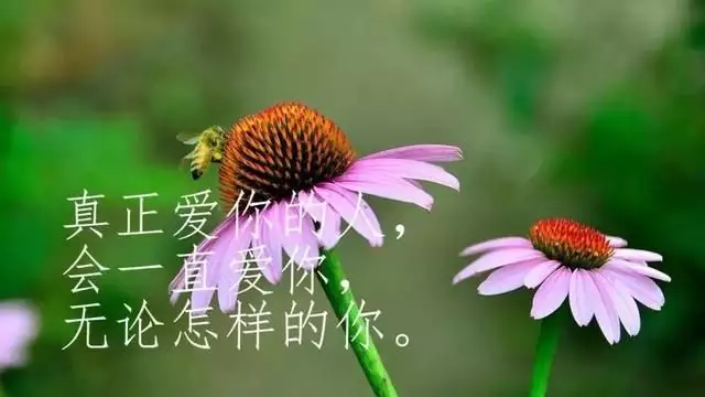 2、缘分的经典话语:缘分的句子经典