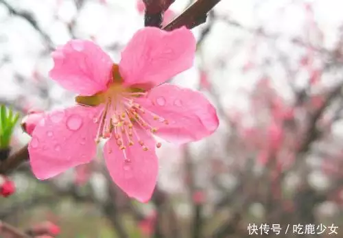 3、属马今年桃花运在几月份:属马今年桃花运