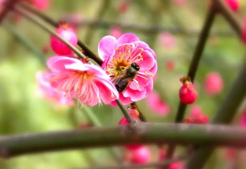 5、属马今年桃花运在几月份:属马男今年的桃花运有什么结果吗