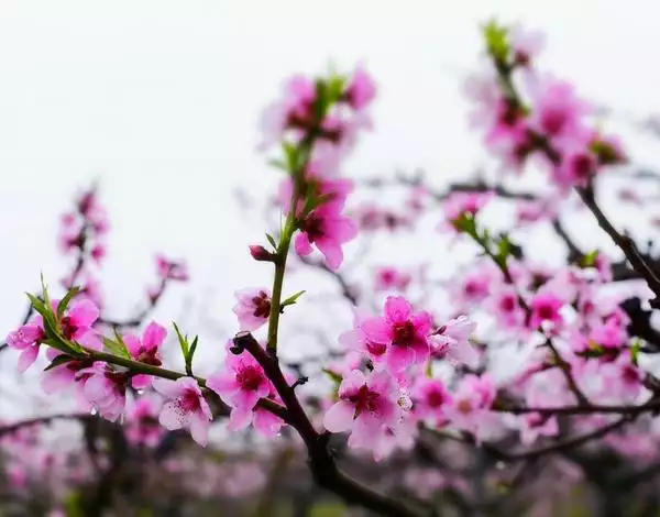 1、年属马犯桃花:属马的今年犯桃花？？