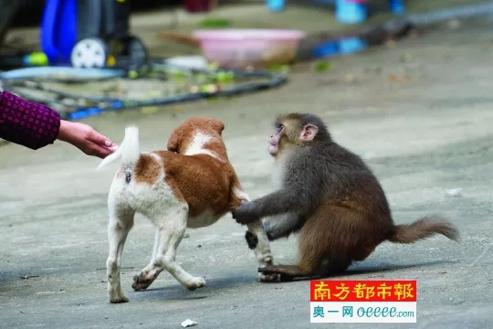 2、鸡狗真的不能结婚吗:属鸡的真的不能与属狗的结婚吗