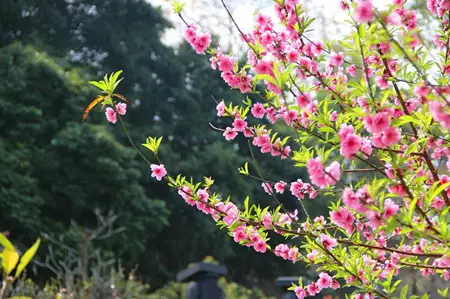 2、属鸡的桃花运在什么时候:属鸡几月有桃花运呢?