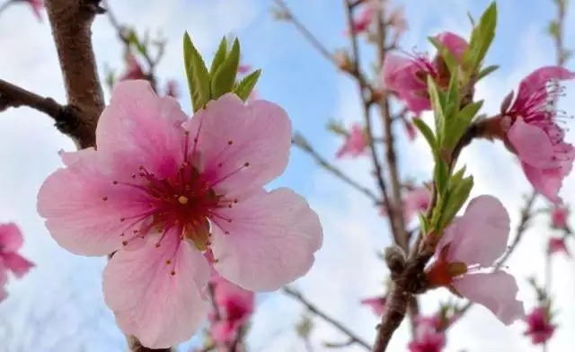 3、属鸡的桃花运在什么时候:属鸡的桃花运在年什么时候