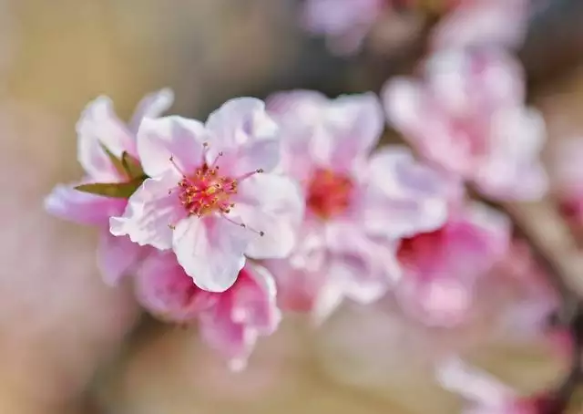 3、正缘桃花数量多代表什么:正缘桃花1朵好还是几朵好.几朵又代表什么