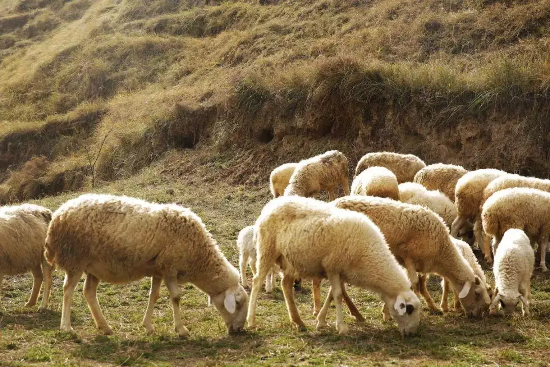 2、属羊人年每月运势:年属羊每个月运势