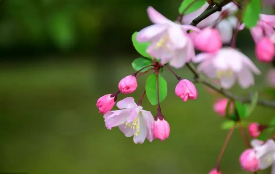 3、属马今年的桃花运运气:属马的单身女人今年的桃花运会怎样?