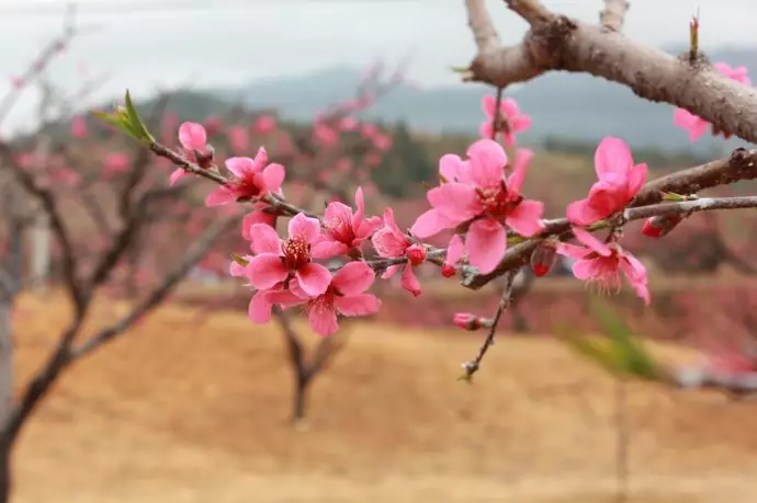 1、如何根据八字算桃花:如何八字算爱情桃花运