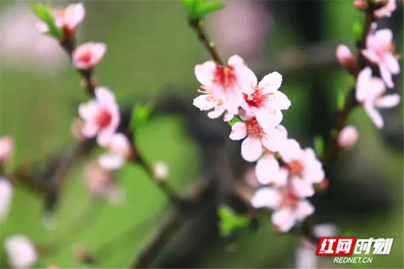 1、属鼠年桃花劫:84年七月二十三出生属鼠的男性在年几月份会踩到桃花劫