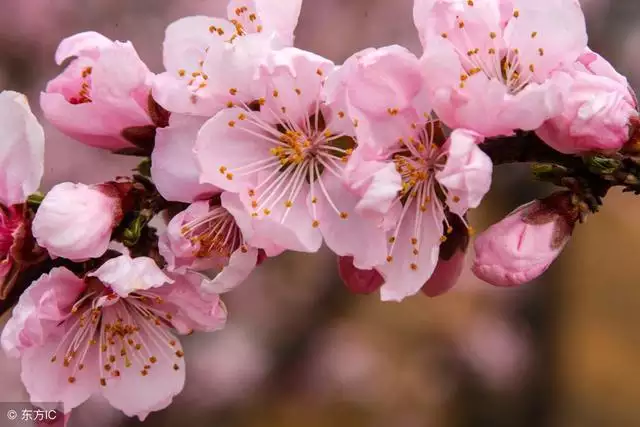 2、年属马的桃花年是哪一年:年出生的属什么？多少岁？？