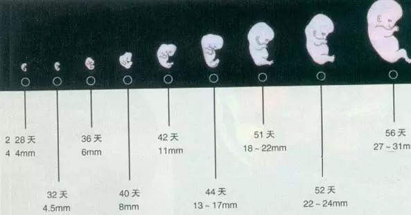 3、怀孕一个月可以不:怀孕期间怎么帮老公解决生理需求