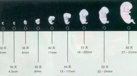 3、每天的三个时间点:女人的时间是那几天？？