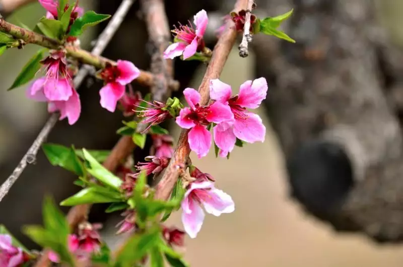 2、日干查桃花准确:为什么查桃花只看年支日支