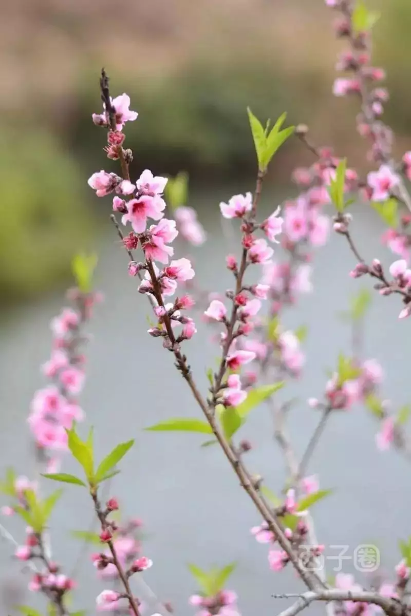 1、测桃花运免费算桃花运:怎样测试自己的桃花运呢？？