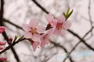 3、我命带4朵桃花，3朵正缘，1朵天喜，我想问一下这两种桃花各代表什么意思，还有我这一生桃花运怎样，是