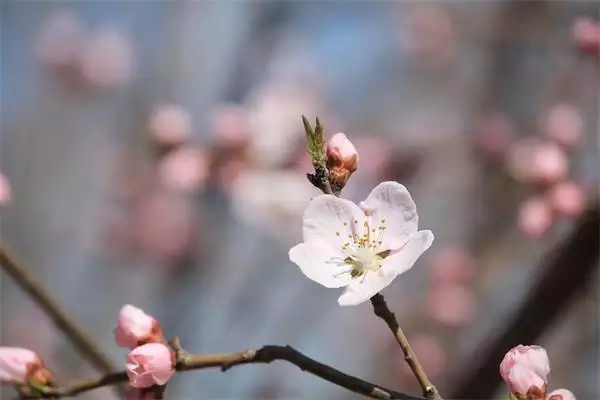 1、正缘桃花运测试:桃花运测试靠普吗？