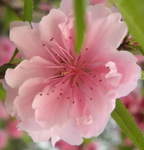 1、属猪年桃花贵人:属猪年桃花贵人