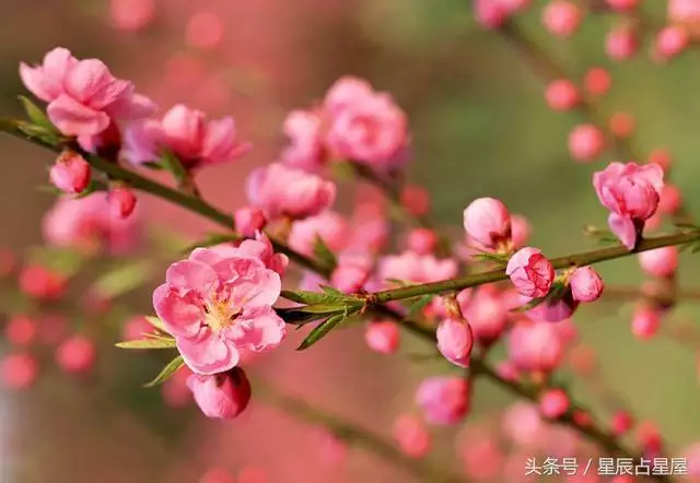 2、鼠女年犯桃花吗:年生肖猴桃花运旺的月份