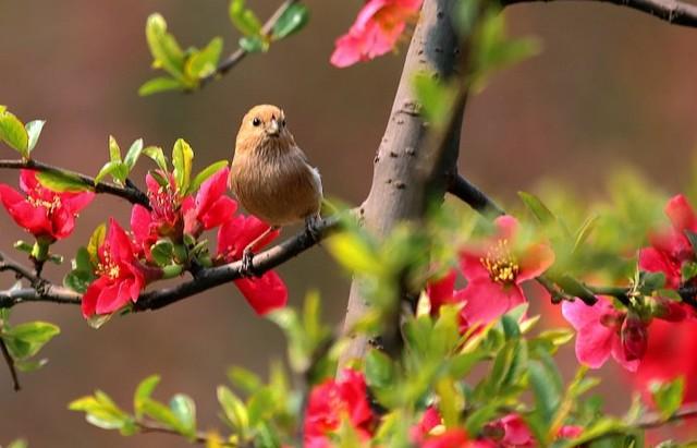 1、年属鼠有烂桃花:属鼠年幸运颜色