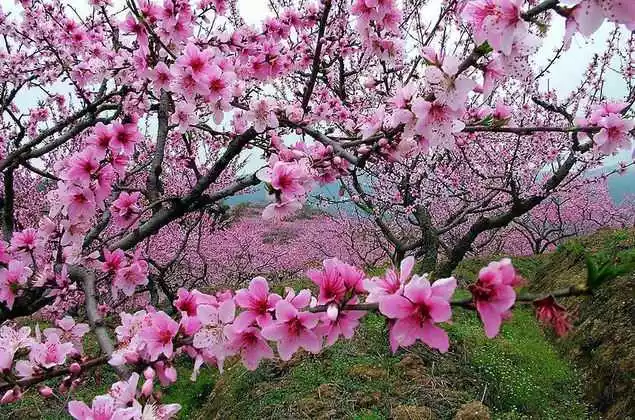 2、年属鼠有烂桃花:年属鼠人的全年运势出生