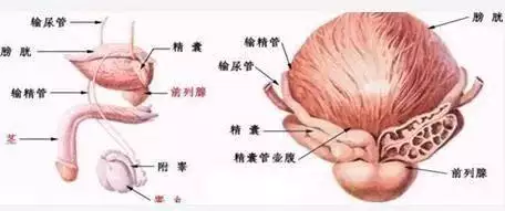 2、男人怎么调理生儿子:如何才能生个儿子啊？？？